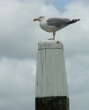 Texel  Tiere  PICT 1677